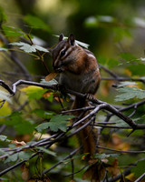 DSC_4751_edited - 8x10 - Least Chipmunk