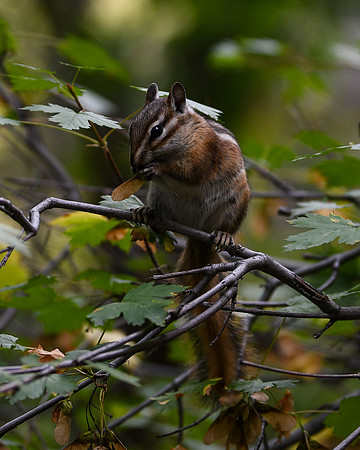 DSC_4751_edited - 8x10 - Least Chipmunk