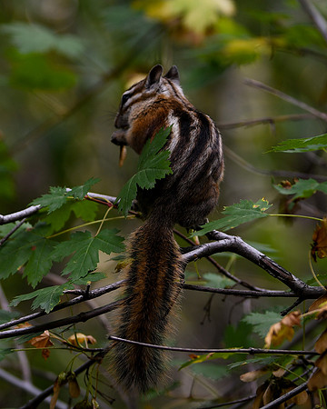 DSC_4756_edited - 8x10 - Least Chipmunk