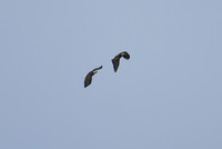 DSC_4046_edited