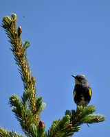 DSC_0168_edited-1