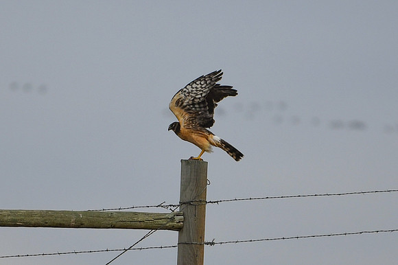 DSC_4189_edited-1