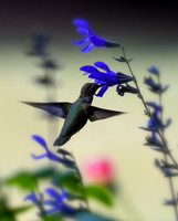 DSC_5011_edited