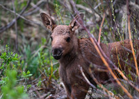 DSC_5479_edited