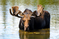Bull Moose - 'Stare Down' - DSC_8370