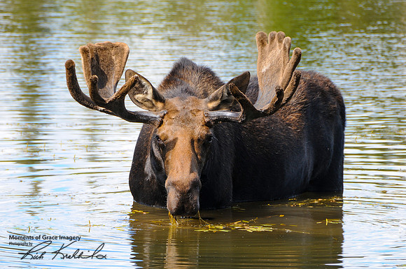 Bull Moose - 'Stare Down' - DSC_8370