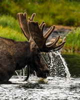 DSC_3498_edited_edited