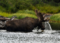DSC_3498_edited