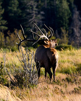 Bull Elk 'The Call of Fall in the Rockies' - DSC_