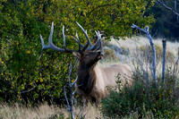 Bull Elk 'Contemplative' - DSC_4885