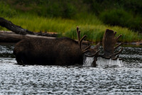 Bull Moose 'Grazing' - DSC_3503