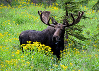 Bull Moose & Flowers - DSC_0641