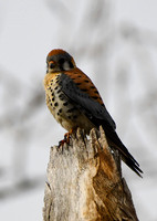 American Kestrel - Male - DSC_6471