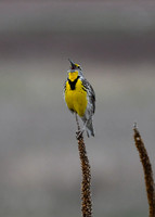 Western Meadowlark - DSC_6570