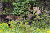 DSC_3621_edited