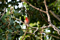 DSC_8960_edited - House Finch sings in the morning!