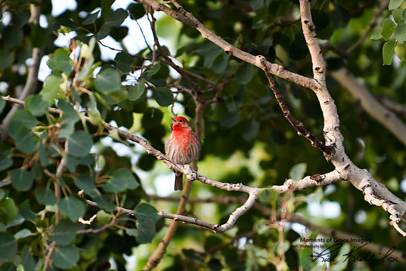 DSC_8960_edited - House Finch sings in the morning!