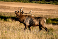 DSC_2962_edited