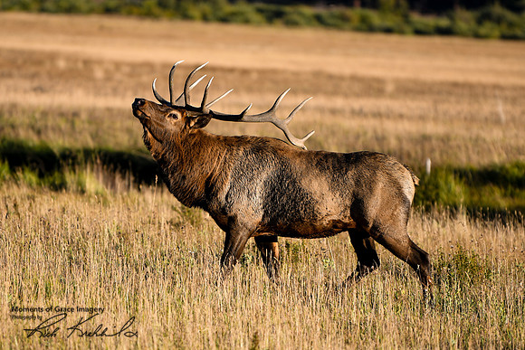 DSC_2962_edited