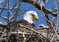 2025 - Bald Eagle Nests