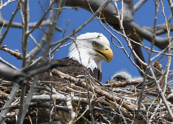 DSC_3267_edited - 04/2019