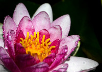 DSC_0533_edited_edited_edited