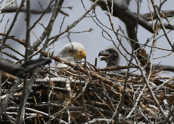 DSC_3114_edited - 04/2019