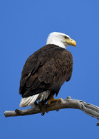 DSC_3203_edited - 04/2019