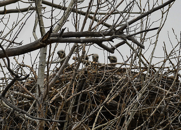 DSC_3047_edited_edited - 04/2019 - Triplets