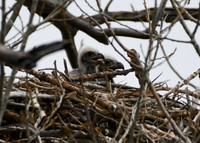 DSC_2941_edited - 04/2019