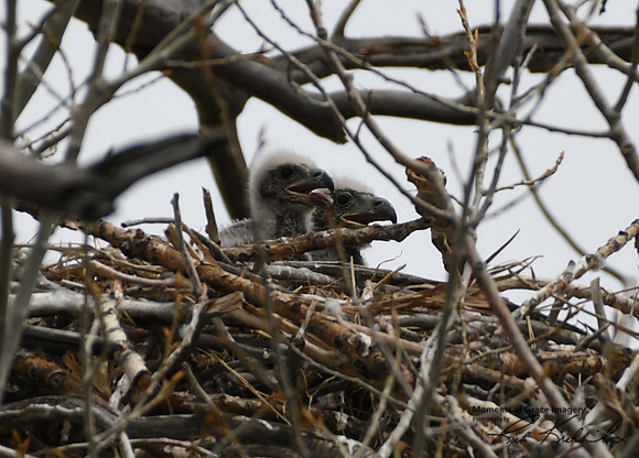 DSC_2941_edited - 04/2019
