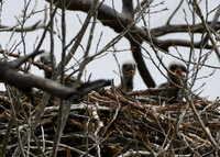 DSC_2949_edited - 04/2019 -Triplets