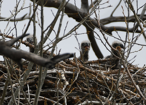DSC_2949_edited - 04/2019 -Triplets