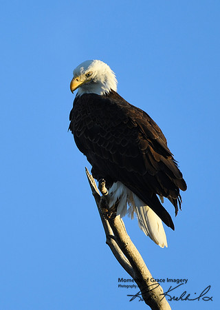 DSC_3556_edited