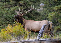 DSC_1012_edited