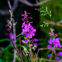 DSC_8315_edited