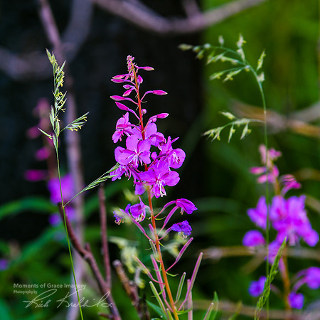DSC_8315_edited