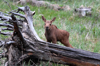 Baby Moose 'Sparing with the Stump' - DSC_5521