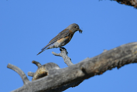 DSC_2247_edited-1