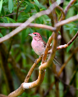 DSC_4443_edited - Cassin's Finch