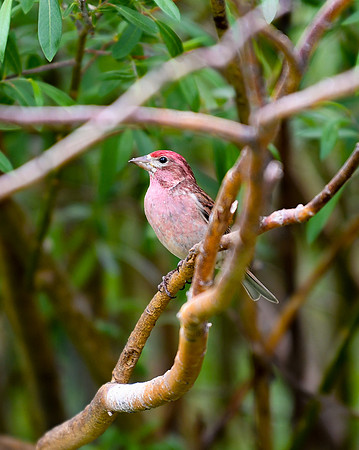DSC_4443_edited - Cassin's Finch