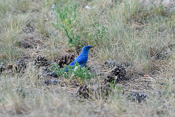 DSC_4514_edited