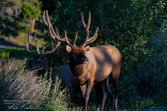 DSC_8828_edited_Watermarked_edited