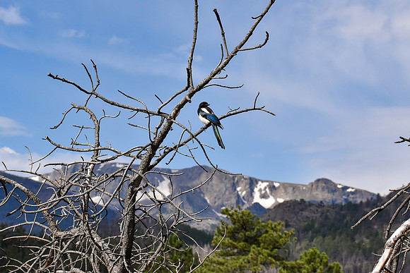 DSC_0434_edited - MK - Magpie enjoying the view!