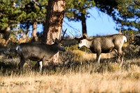 DSC_7098_edited