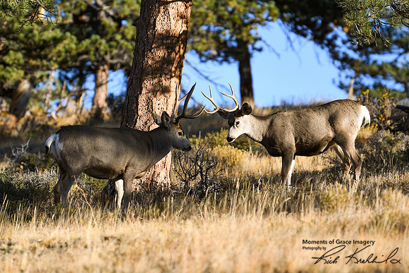 DSC_7098_edited