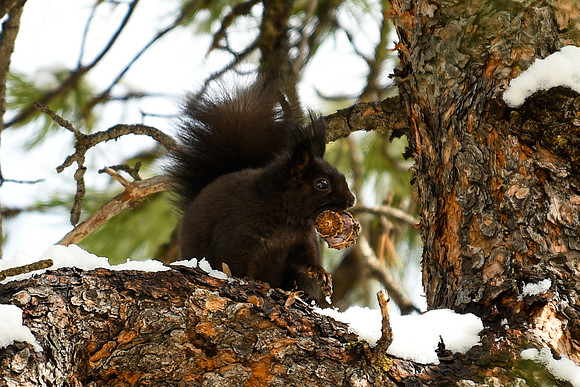 DSC_5252_edited