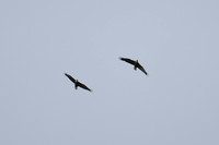 DSC_4006_edited