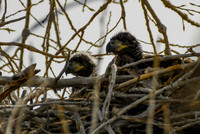 DSC_4518_edited-1