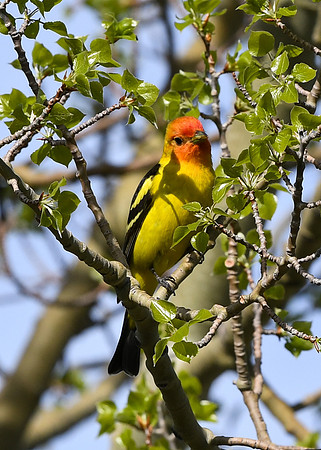 DSC_7403_edited - Western Tanager (Male)